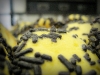 Sprinkle Cookies